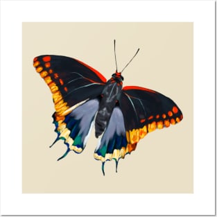 Charaxes jasius Posters and Art